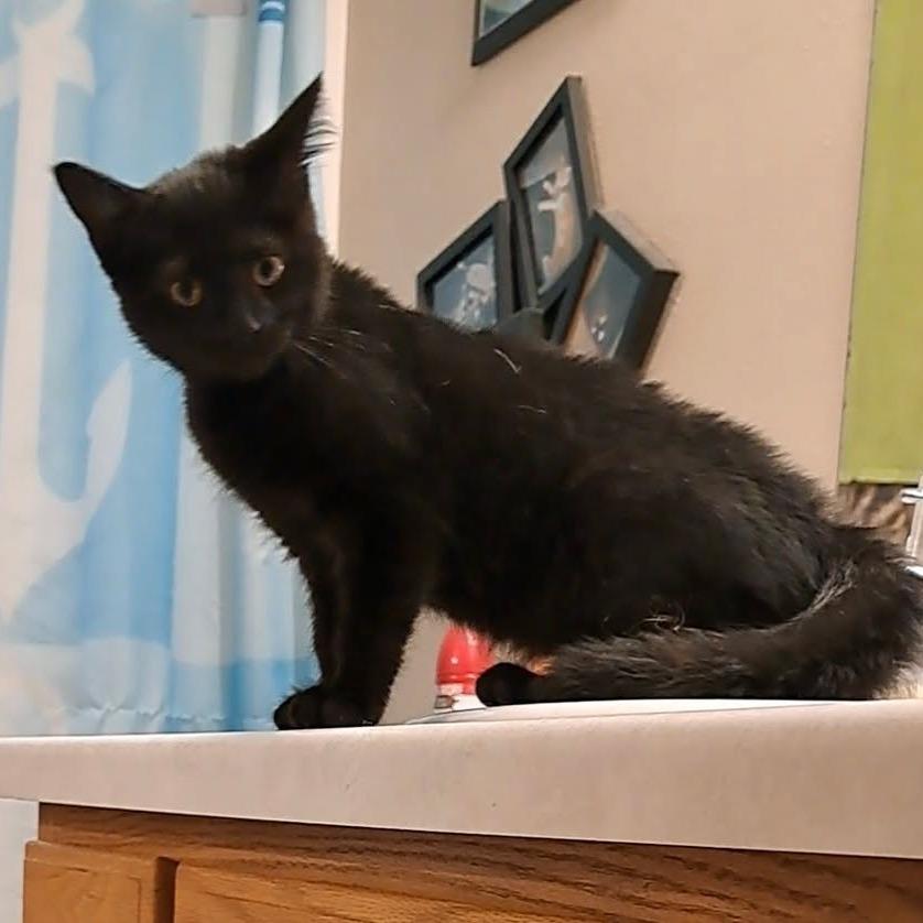 Enlarge Nyx, a Adoptable Domestic Short Hair in Alma, WI image 6/6