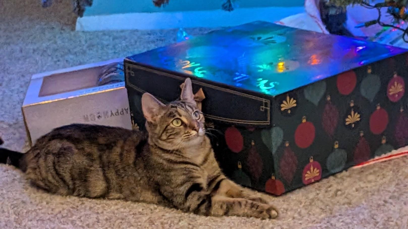 Hazel, Adoptable, Young Female Bengal.