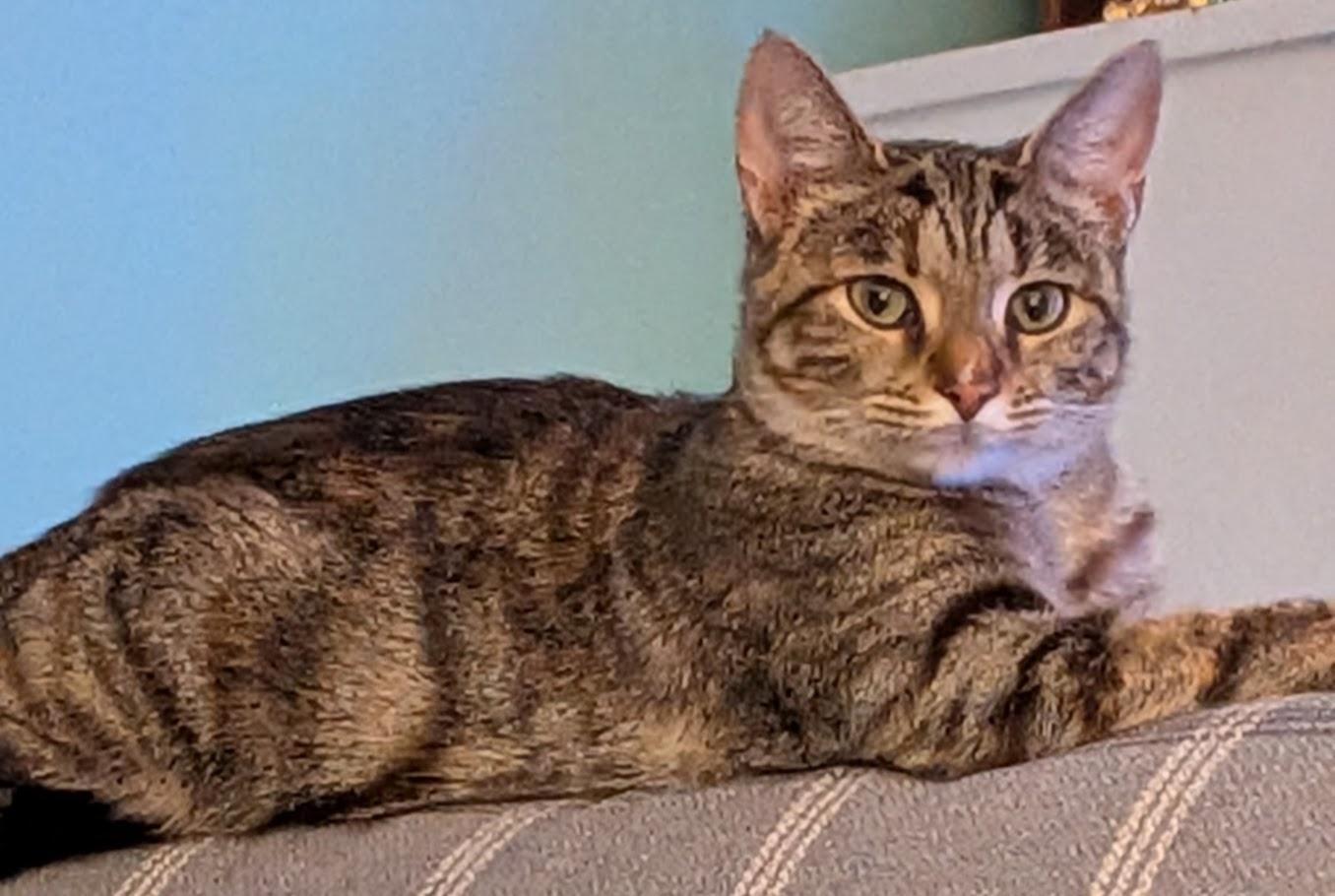 Hazel, a Adoptable mixed breed in West Chester, OH image 2/3