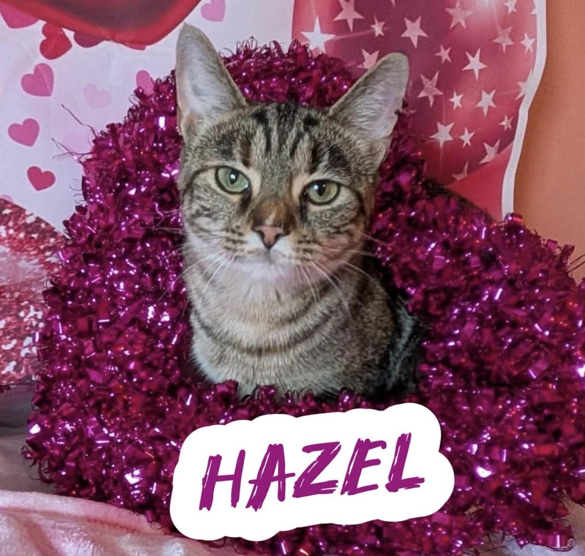 Enlarge Hazel, a Adoptable mixed breed in West Chester, OH image 1/4