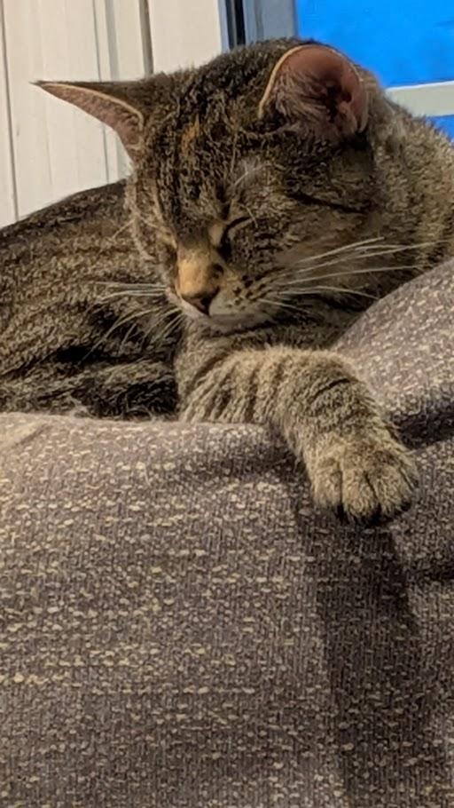 Hazel, a Adoptable mixed breed in West Chester, OH image 3/3