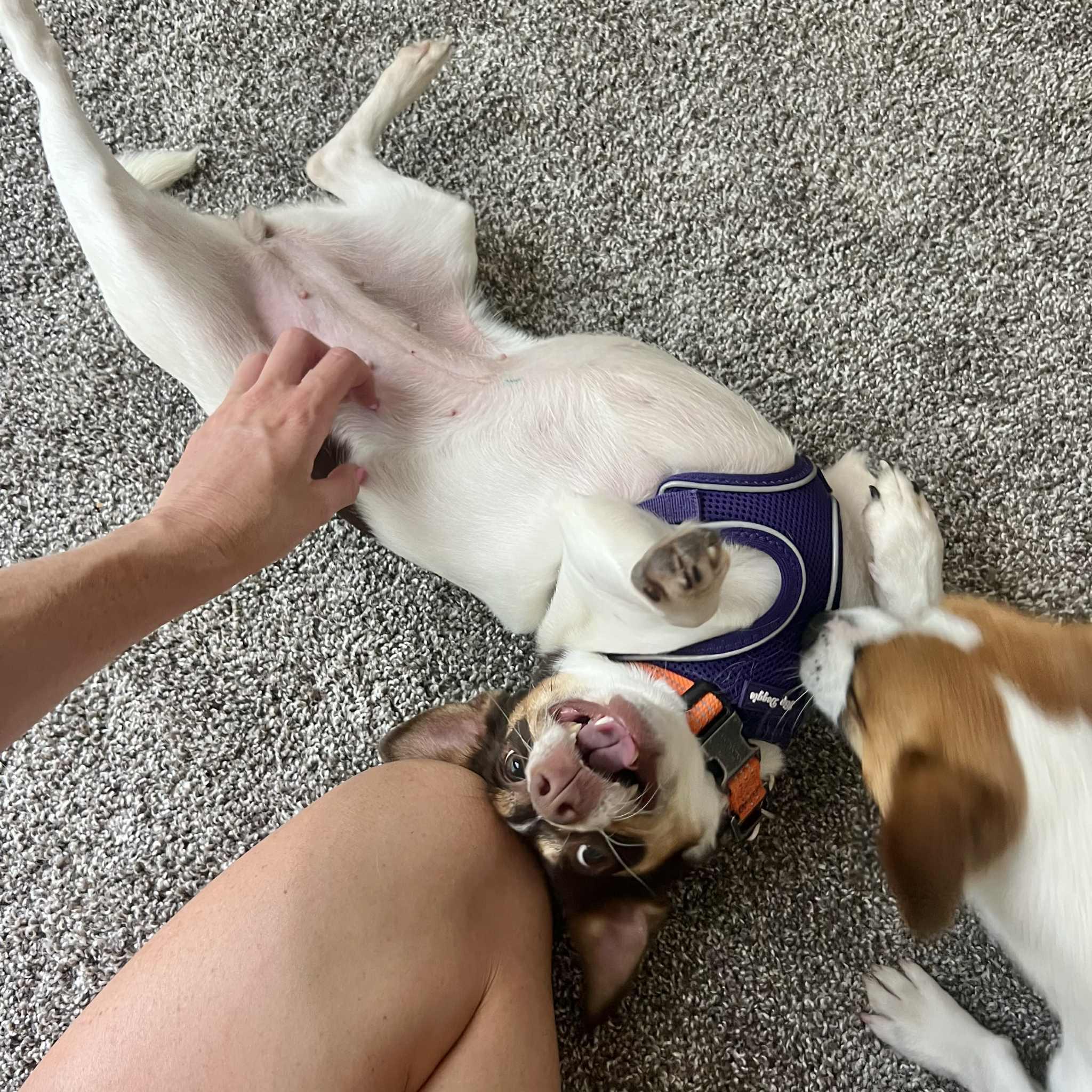 Stella