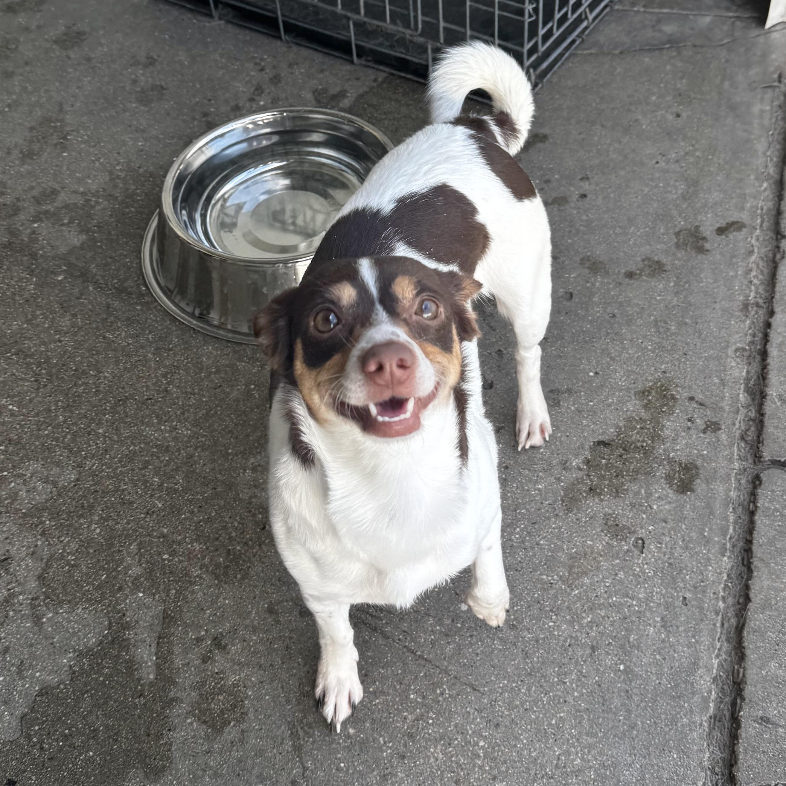 Stella