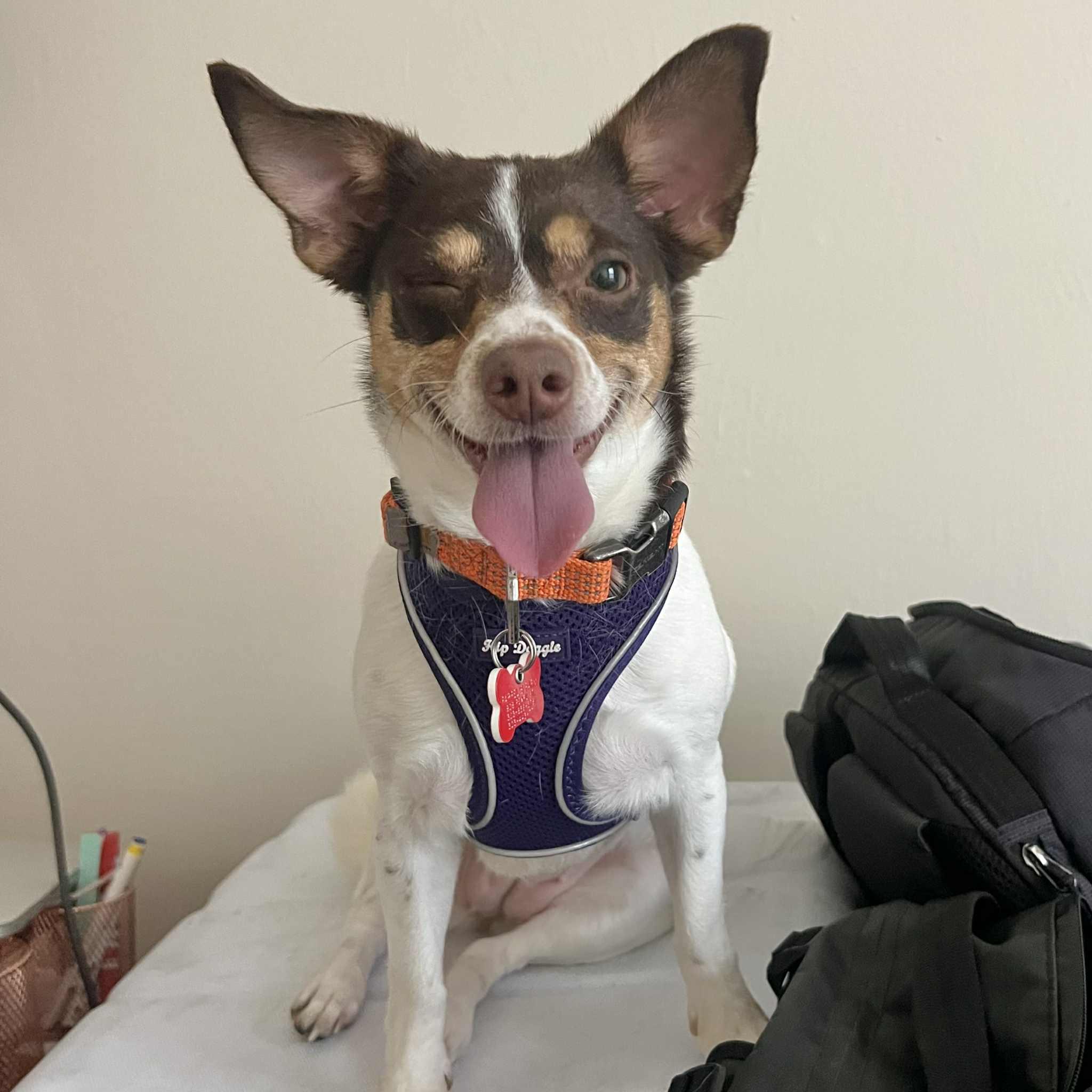 Stella