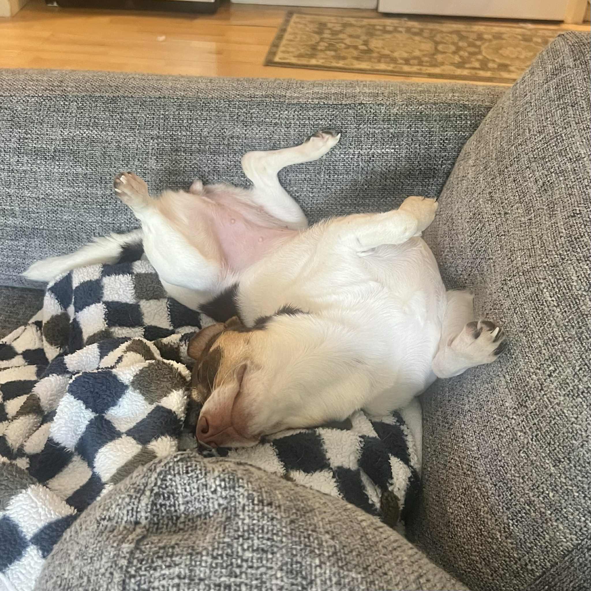 Stella