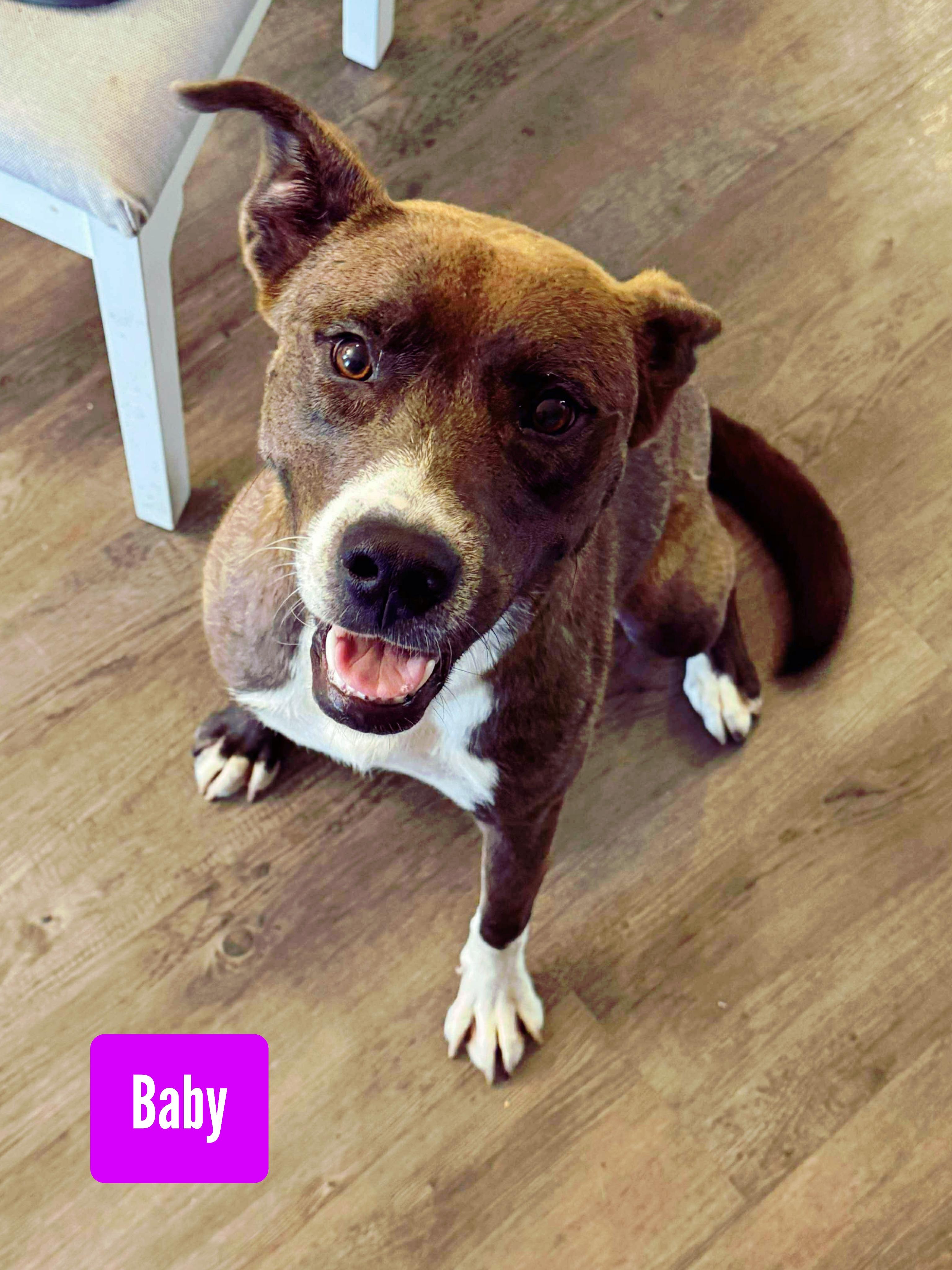 Baby, Adoptable, Young Female Labrador Retriever.