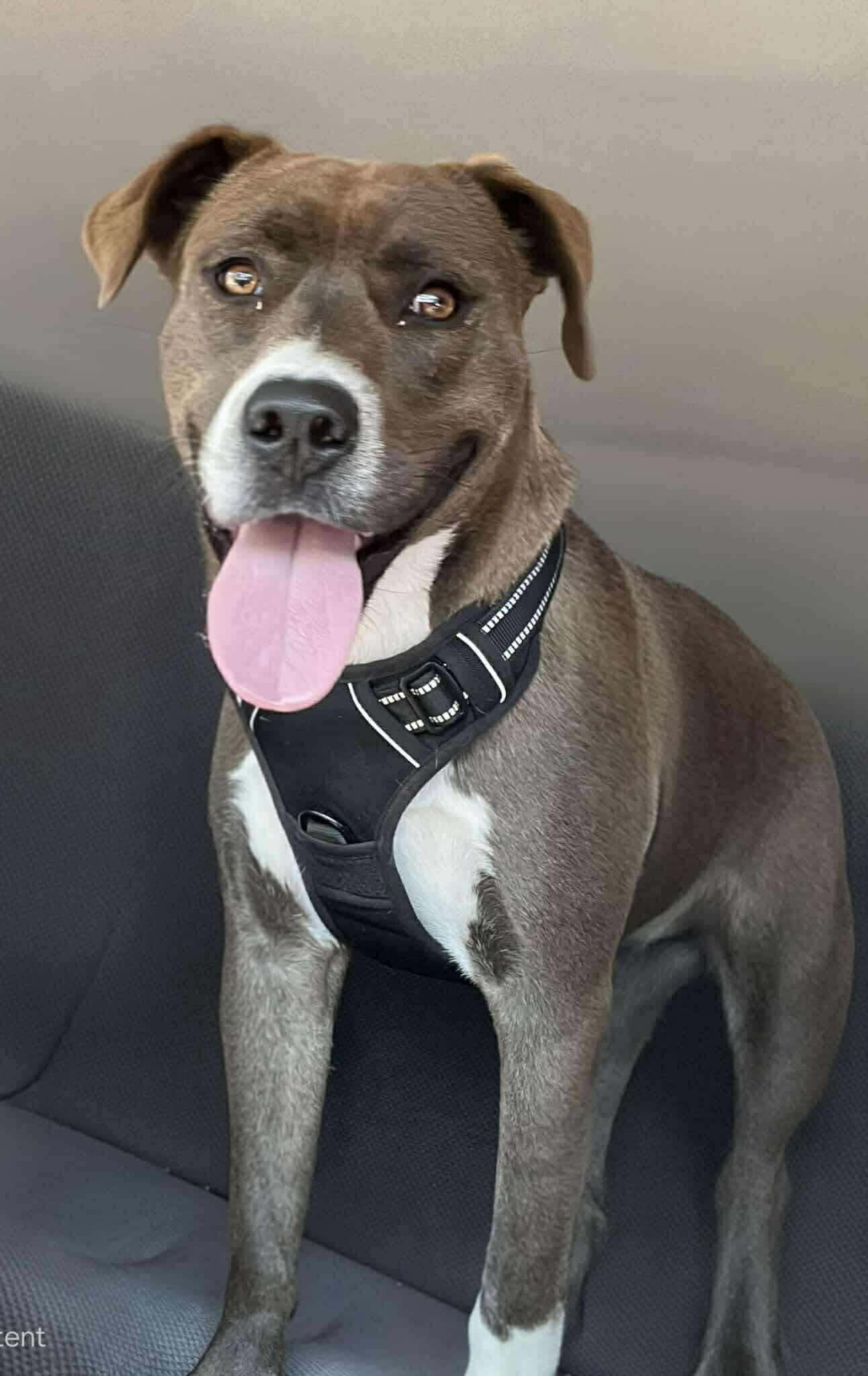 Baby, a Adoptable mixed breed in Stockbridge, GA image 1/6