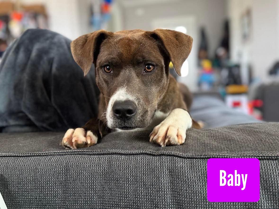 Baby, a Adoptable mixed breed in Stockbridge, GA image 4/6