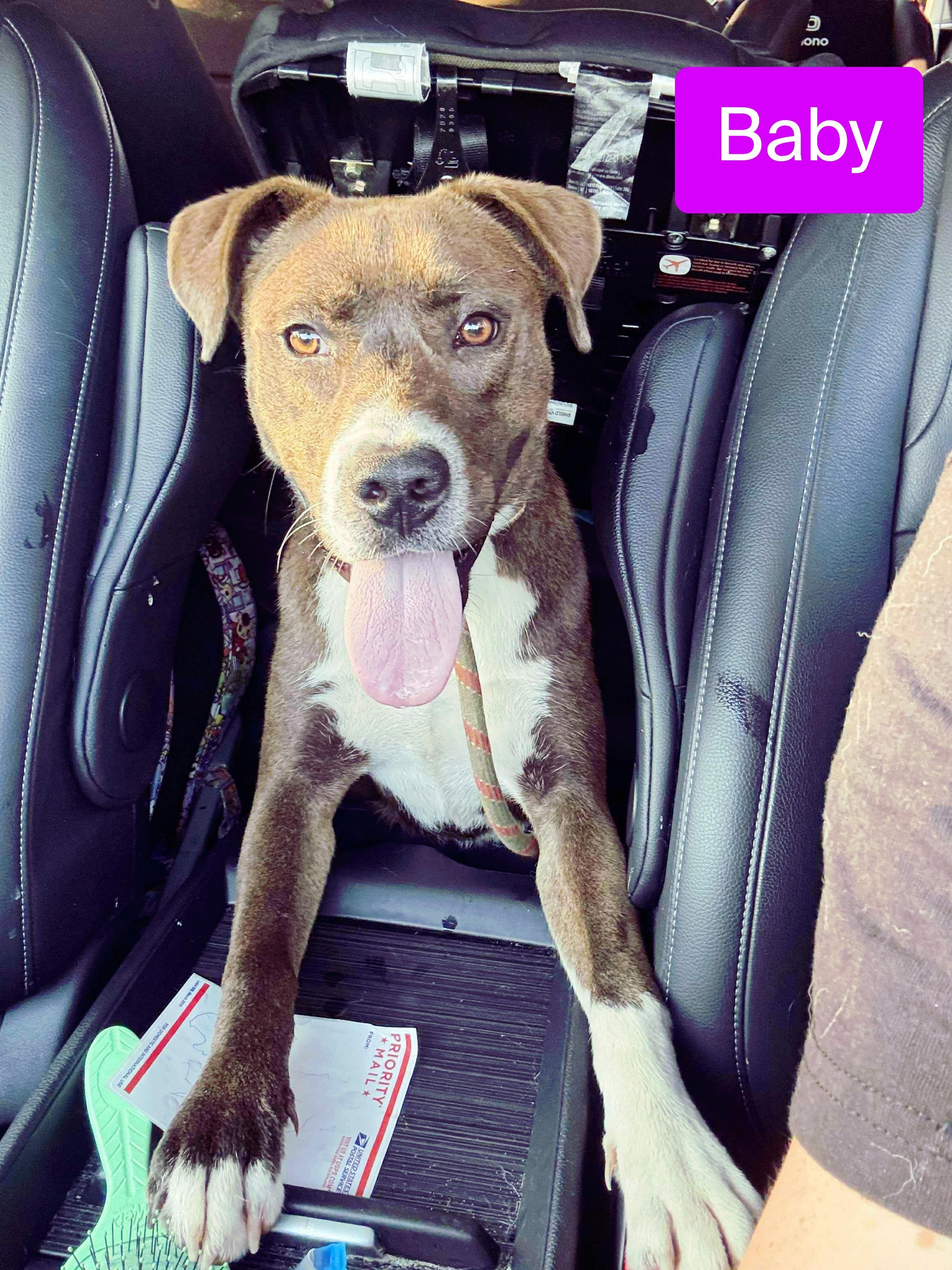 Baby, a Adoptable mixed breed in Stockbridge, GA image 5/6