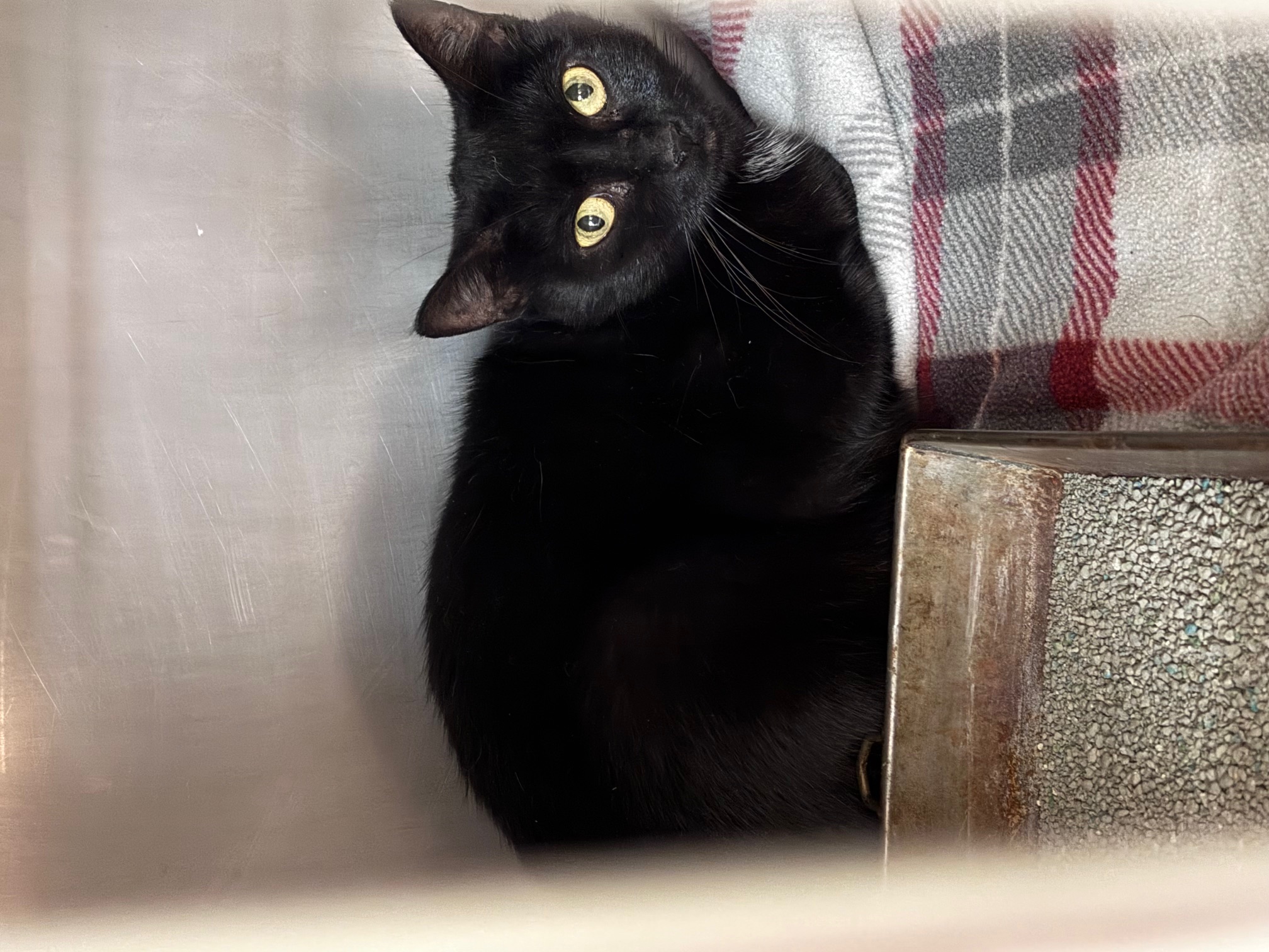 China (FIV+), Adoptable, Adult Female Domestic Short Hair.