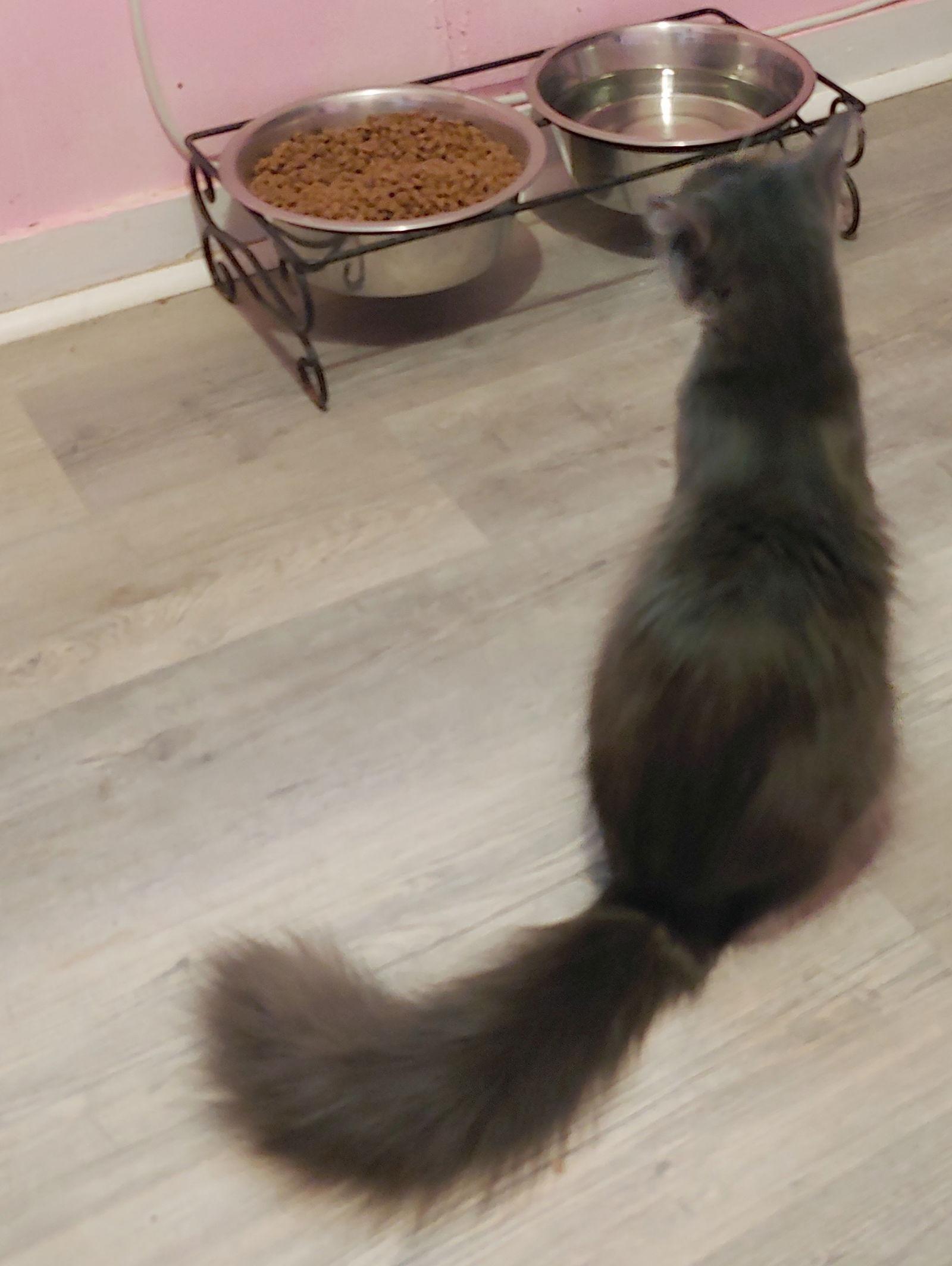 Sable, Adoptable, Adult Female Domestic Short Hair.