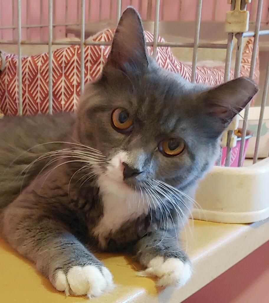 Sable, a Adoptable Domestic Short Hair in Pompano Beach, FL image 2/3