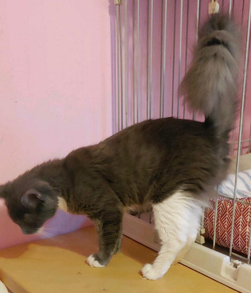 Sable, a Adoptable Domestic Short Hair in Pompano Beach, FL image 3/3