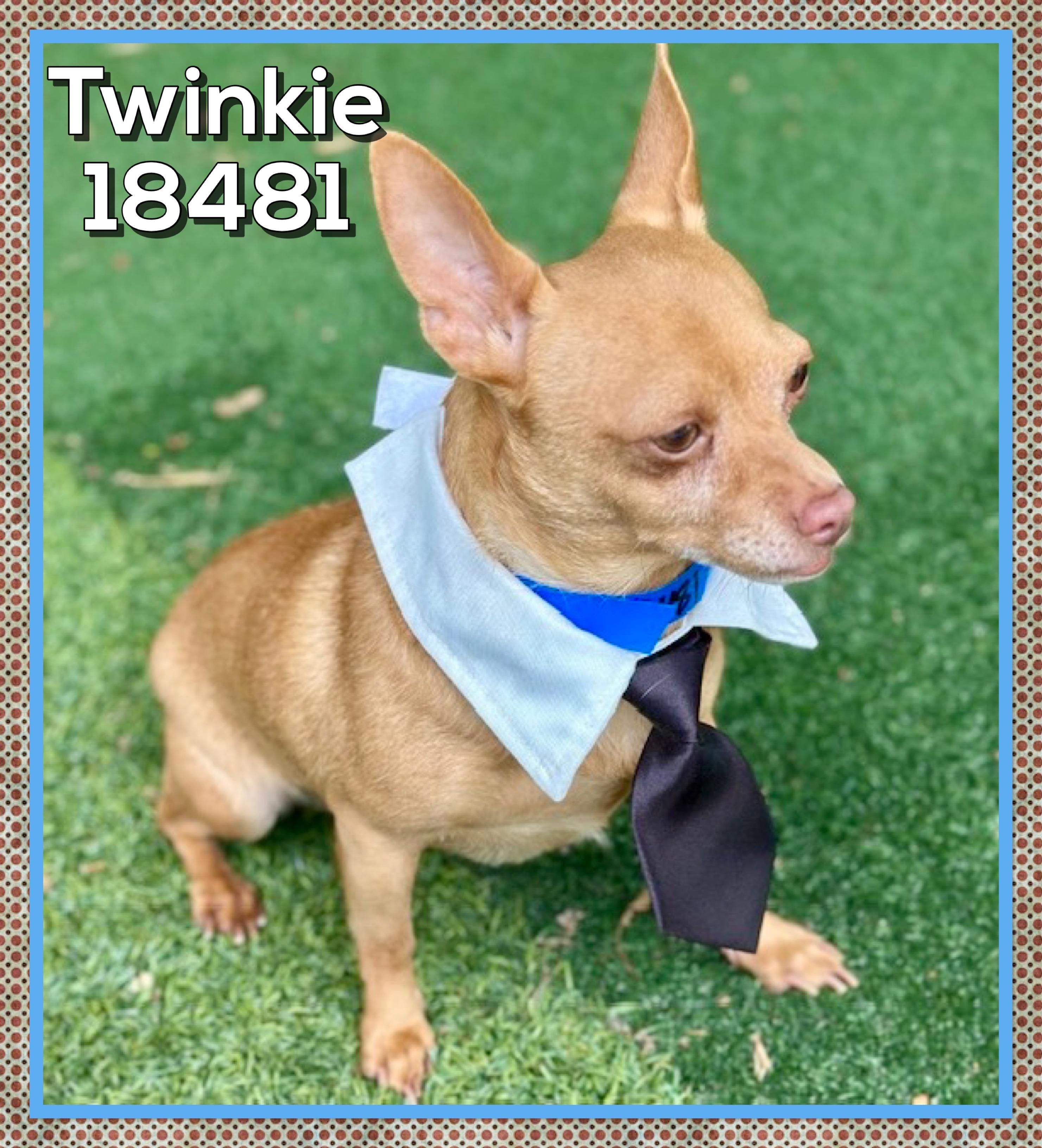 Enlarge TWINKIE (also see ROXI & HERSHEY) , an adopted Chihuahua in Marietta, GA image 4/5