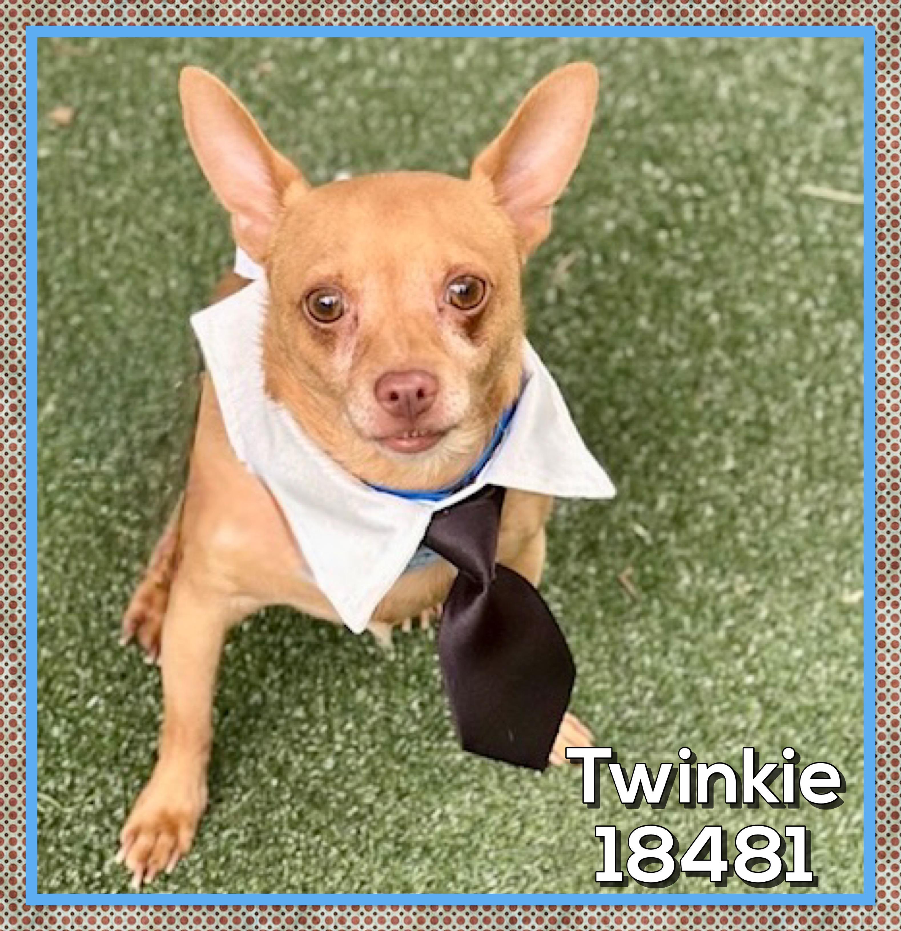 TWINKIE (also see ROXI & HERSHEY) , adopted, Senior Male Chihuahua.