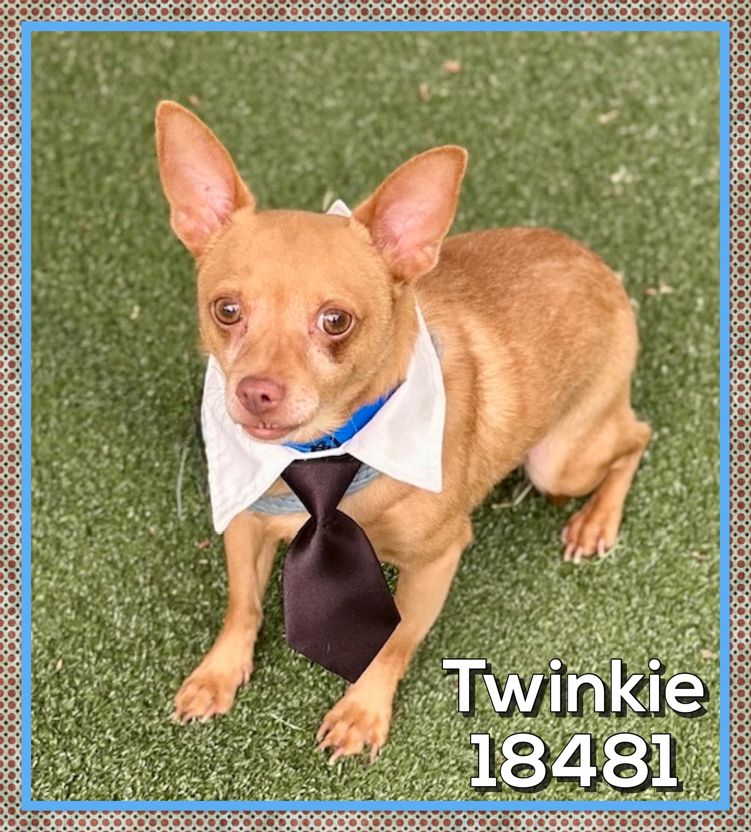 Enlarge TWINKIE (also see ROXI & HERSHEY) , an adopted Chihuahua in Marietta, GA image 3/5