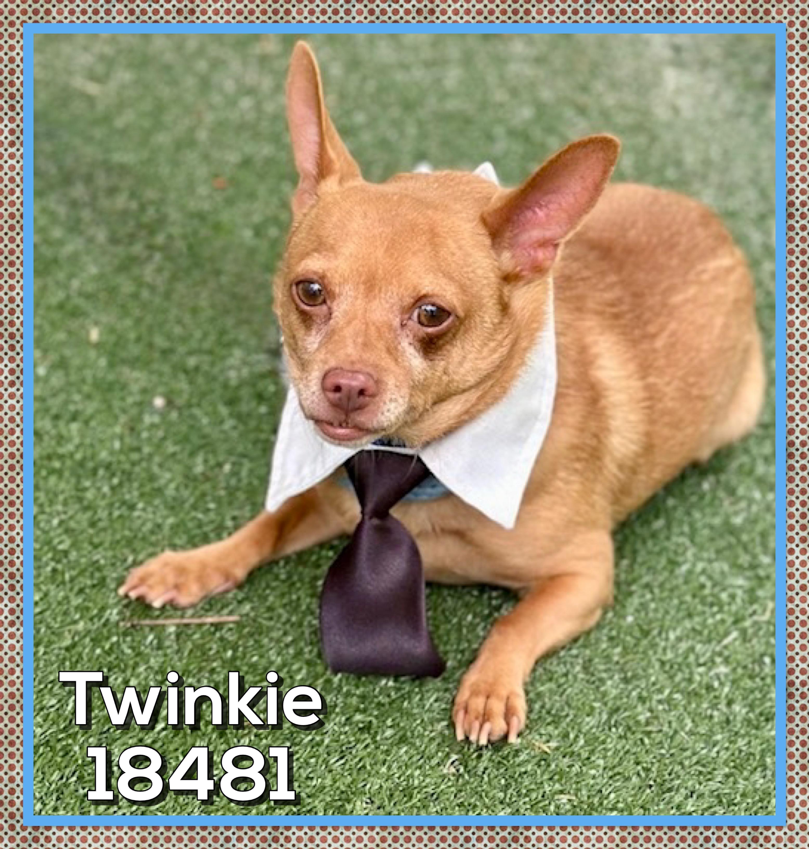 Enlarge TWINKIE (also see ROXI & HERSHEY) , an adopted Chihuahua in Marietta, GA image 2/5