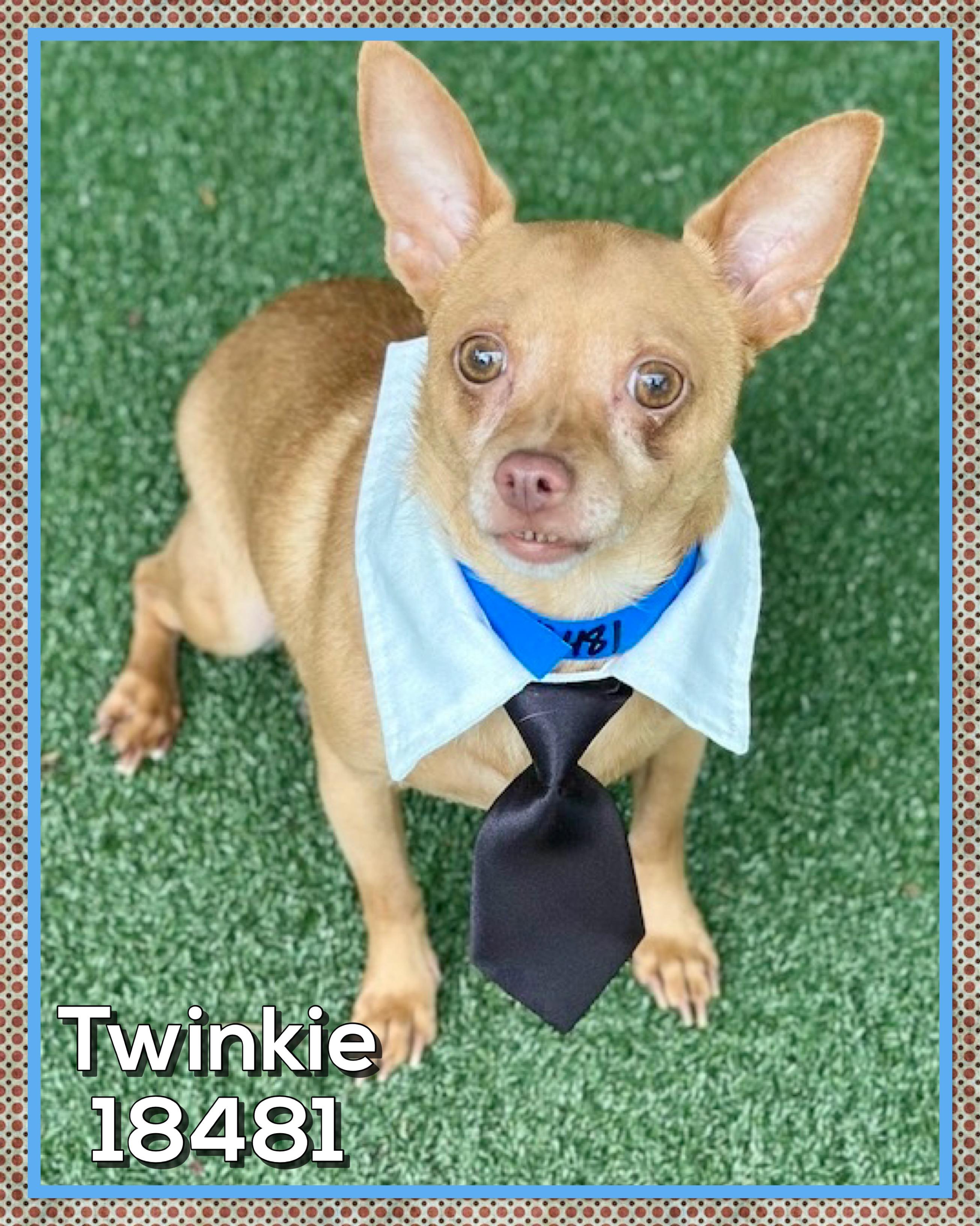 Enlarge TWINKIE (also see ROXI & HERSHEY) , an adopted Chihuahua in Marietta, GA image 5/5