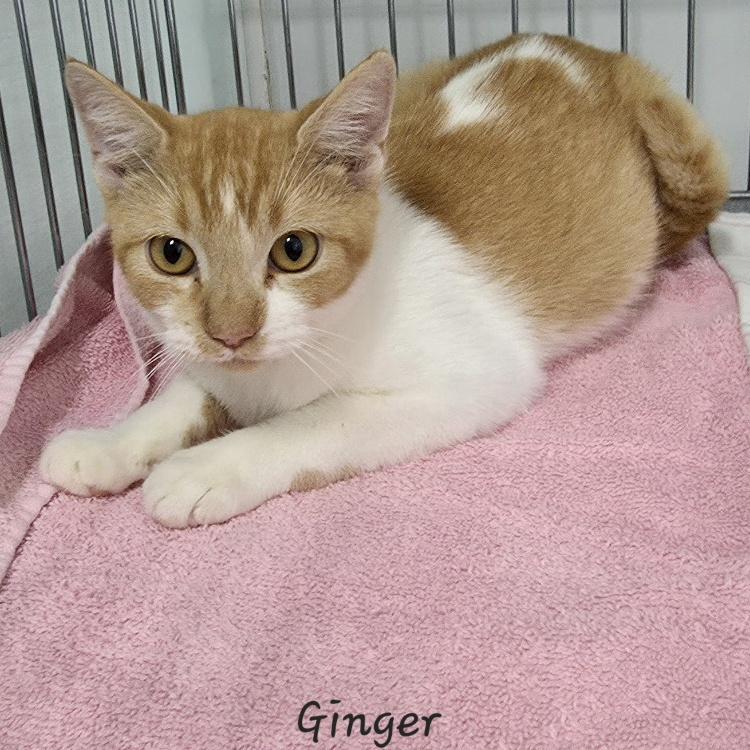 Ginger