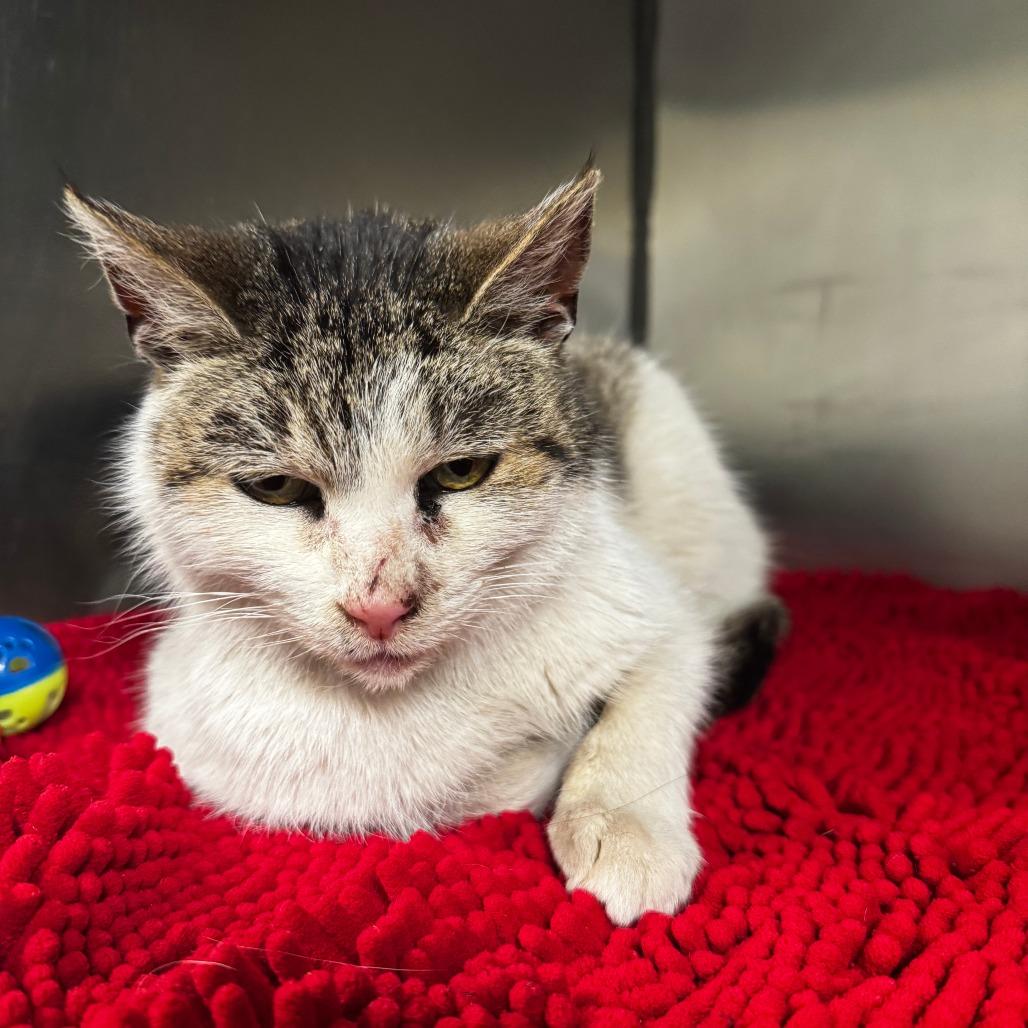 Mayo, Adoptable, Adult Female Domestic Short Hair.