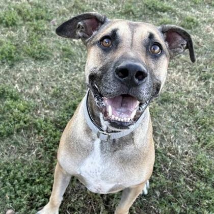Uno, Adoptable, Senior Male Shepherd & Retriever.
