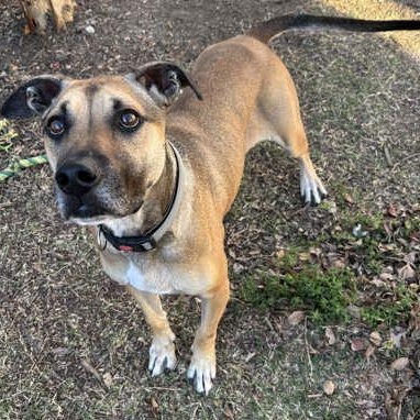 Enlarge Uno, a Adoptable mixed breed in The Colony, TX image 6/6