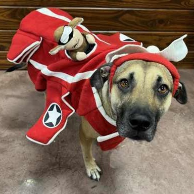 Uno, a Adoptable mixed breed in The Colony, TX image 4/5