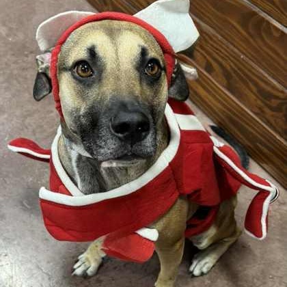 Uno, a Adoptable mixed breed in The Colony, TX image 5/5