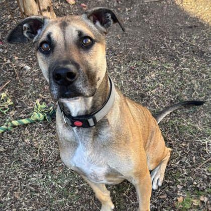 Enlarge Uno, a Adoptable mixed breed in The Colony, TX image 1/6