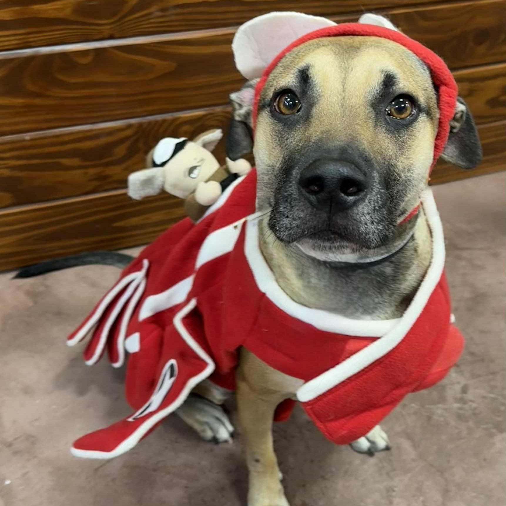 Uno, a Adoptable mixed breed in The Colony, TX image 2/5