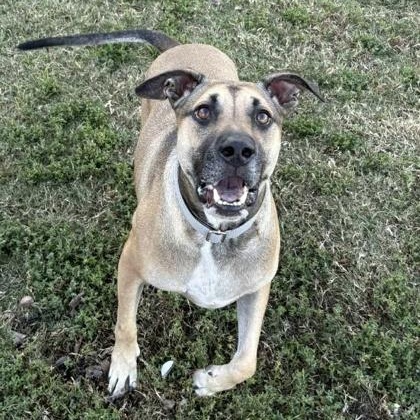 Uno, a Adoptable mixed breed in The Colony, TX image 3/5