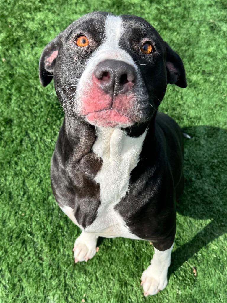 Dottie, Adoptable, Adult Female Pit Bull Terrier.