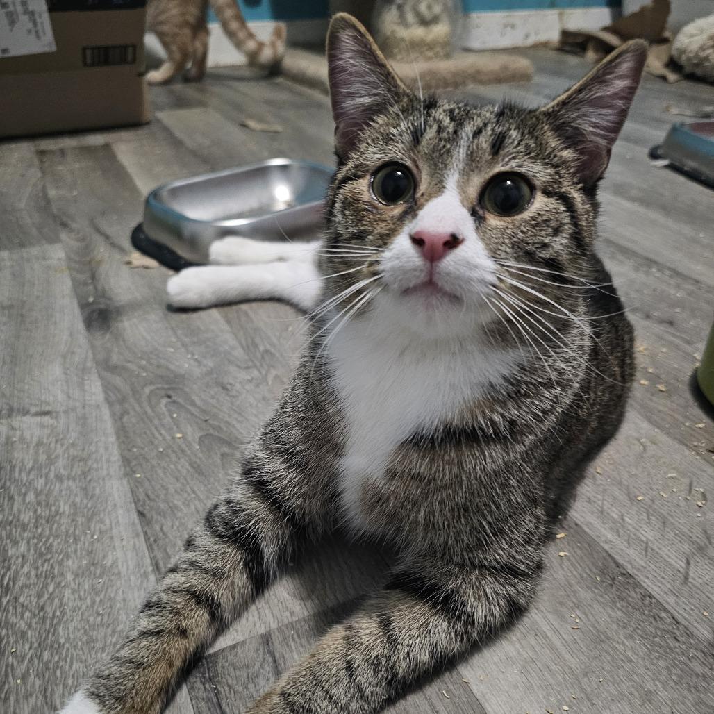 Enlarge Thistle, a Adoptable Domestic Short Hair in Danville, IL image 1/5