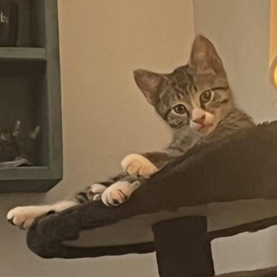 Thistle, Adoptable, Young Male Domestic Short Hair.