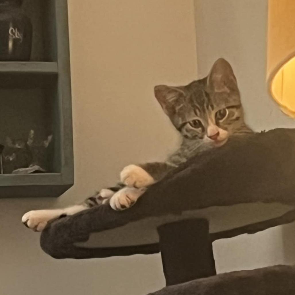 Enlarge Thistle, a Adoptable Domestic Short Hair in Danville, IL image 2/3