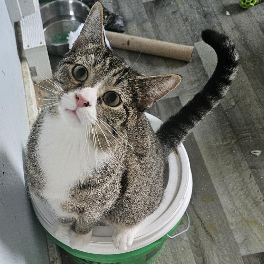 Enlarge Thistle, a Adoptable Domestic Short Hair in Danville, IL image 4/5