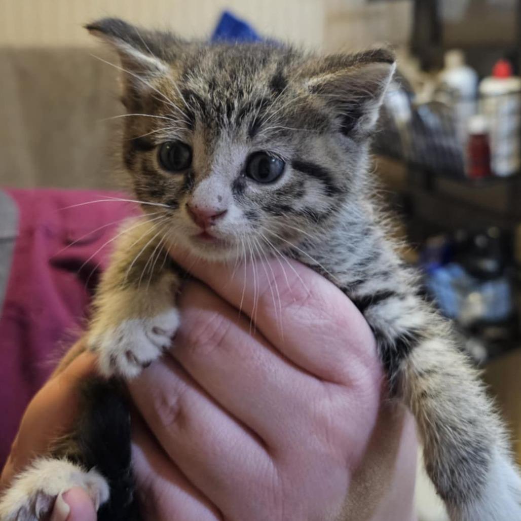 Enlarge Thistle, a Adoptable Domestic Short Hair in Danville, IL image 3/3