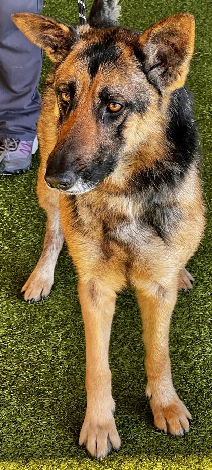 Viola — thumbnail 2