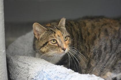 Snow Leopard, Adoptable, Adult Female Domestic Short Hair & Domestic Short Hair.