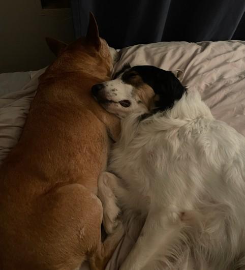 Whisper - ADOPTION PENDING, Adoptable, Adult Male Australian Shepherd & Border Collie.