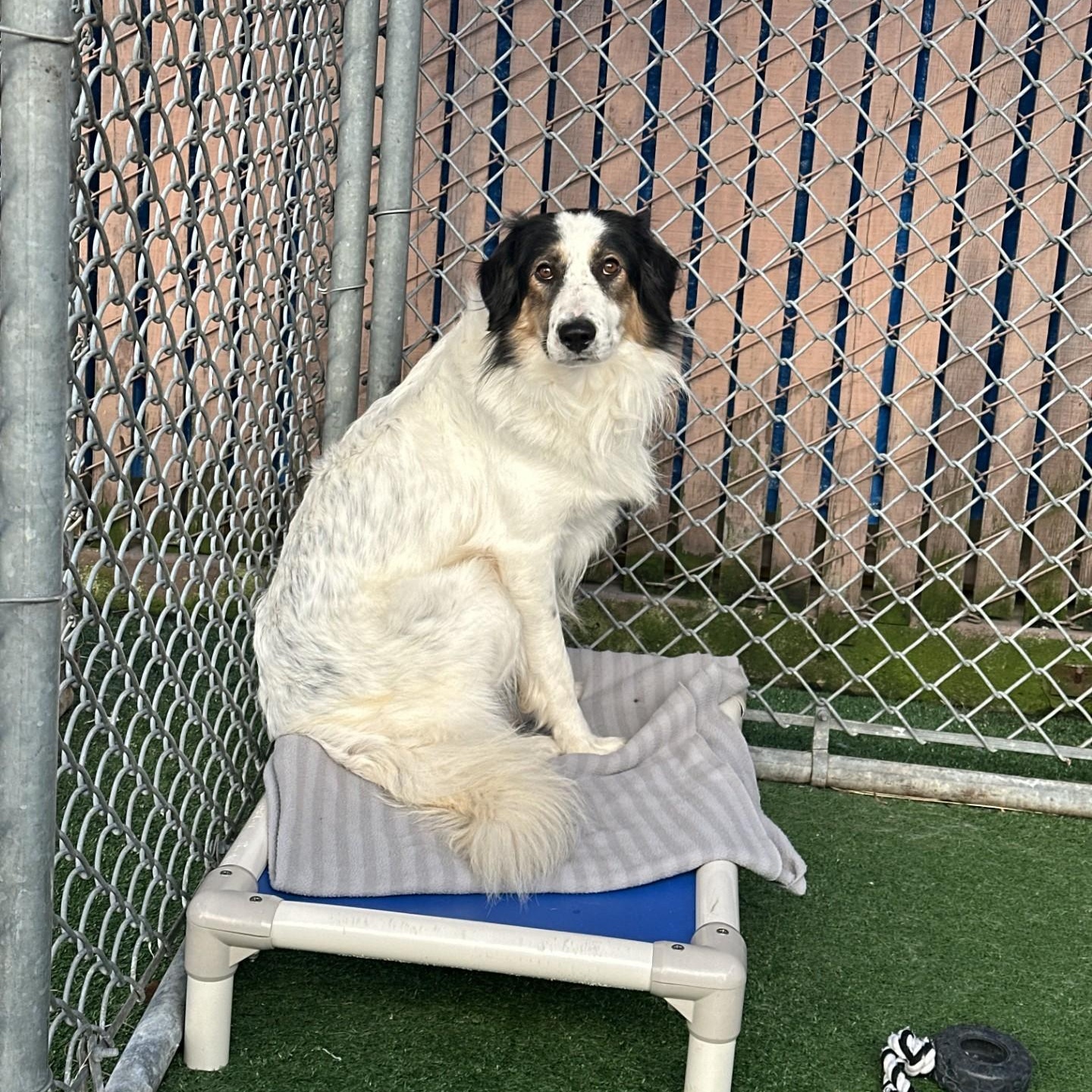 Whisper, an adoptable Australian Shepherd, Border Collie in Vancouver, BC, V6A 3L8 | Photo Image 4
