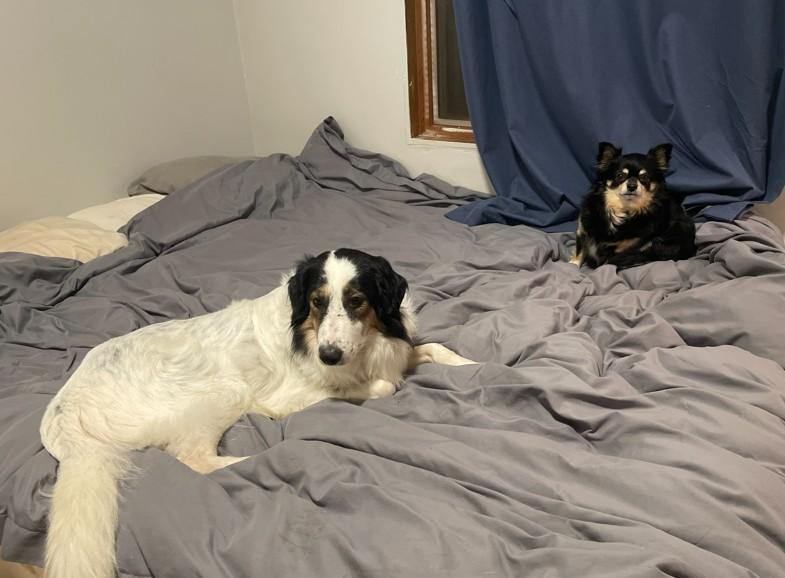 Enlarge Whisper, a Adoptable mixed breed in Vancouver, BC image 2/5