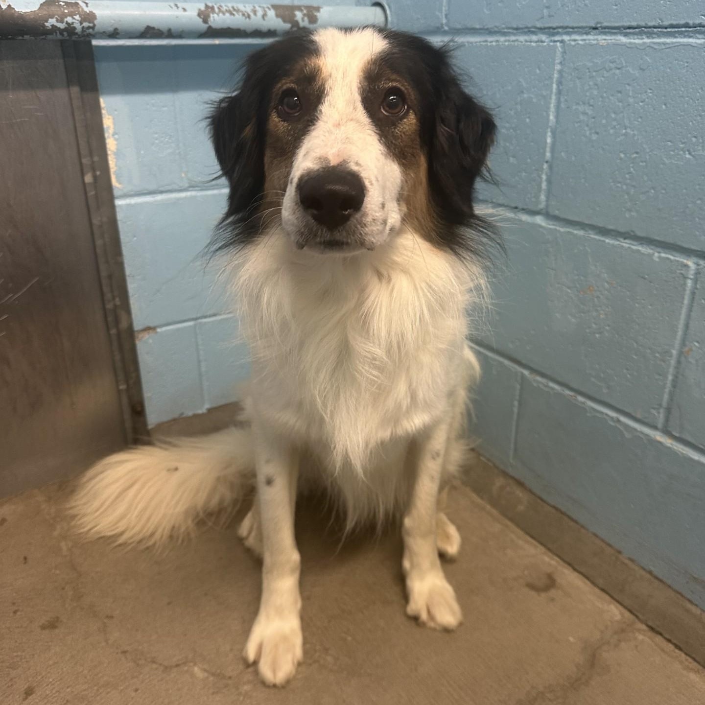 Whisper, Adoptable, Adult Male Australian Shepherd & Border Collie.