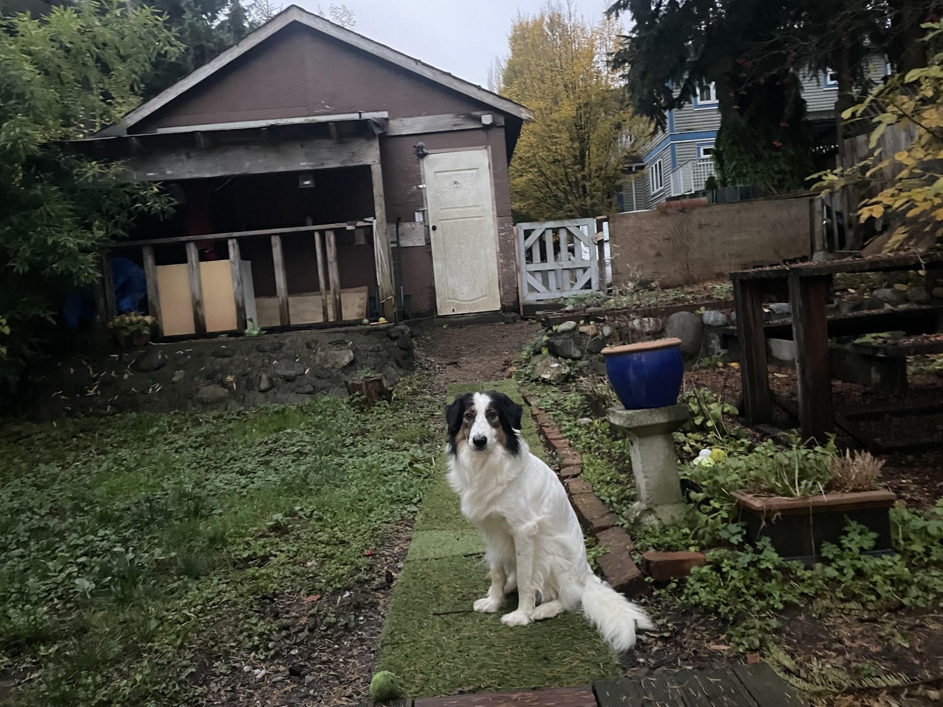 Enlarge Whisper, a Adoptable mixed breed in Vancouver, BC image 4/5