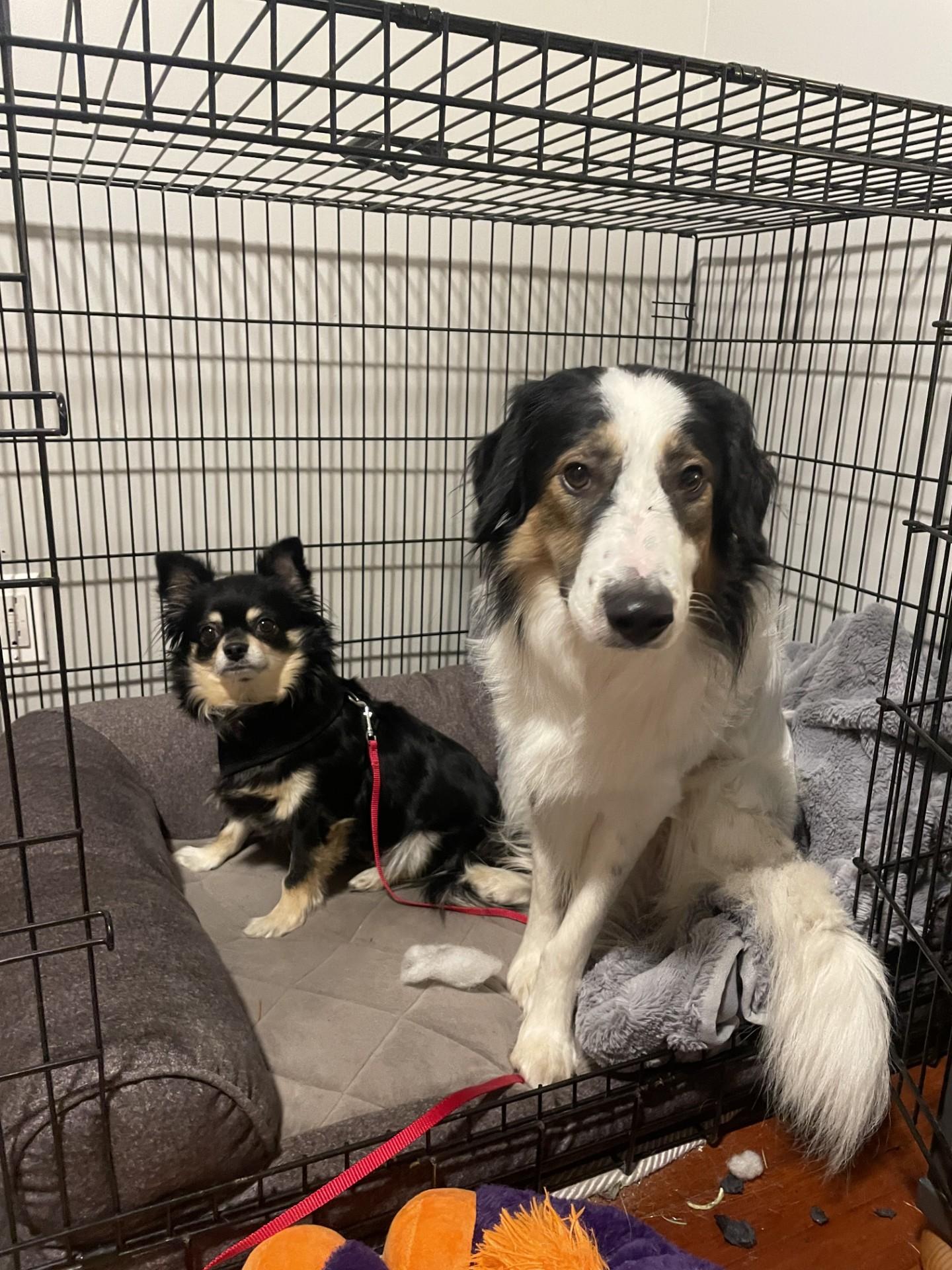 Whisper, Adoptable, Adult Male Australian Shepherd & Border Collie.