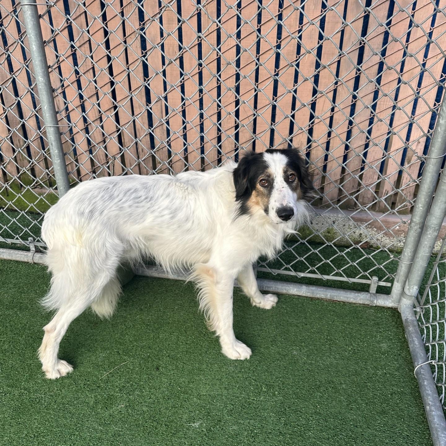 Whisper, an adoptable Australian Shepherd, Border Collie in Vancouver, BC, V6A 3L8 | Photo Image 3