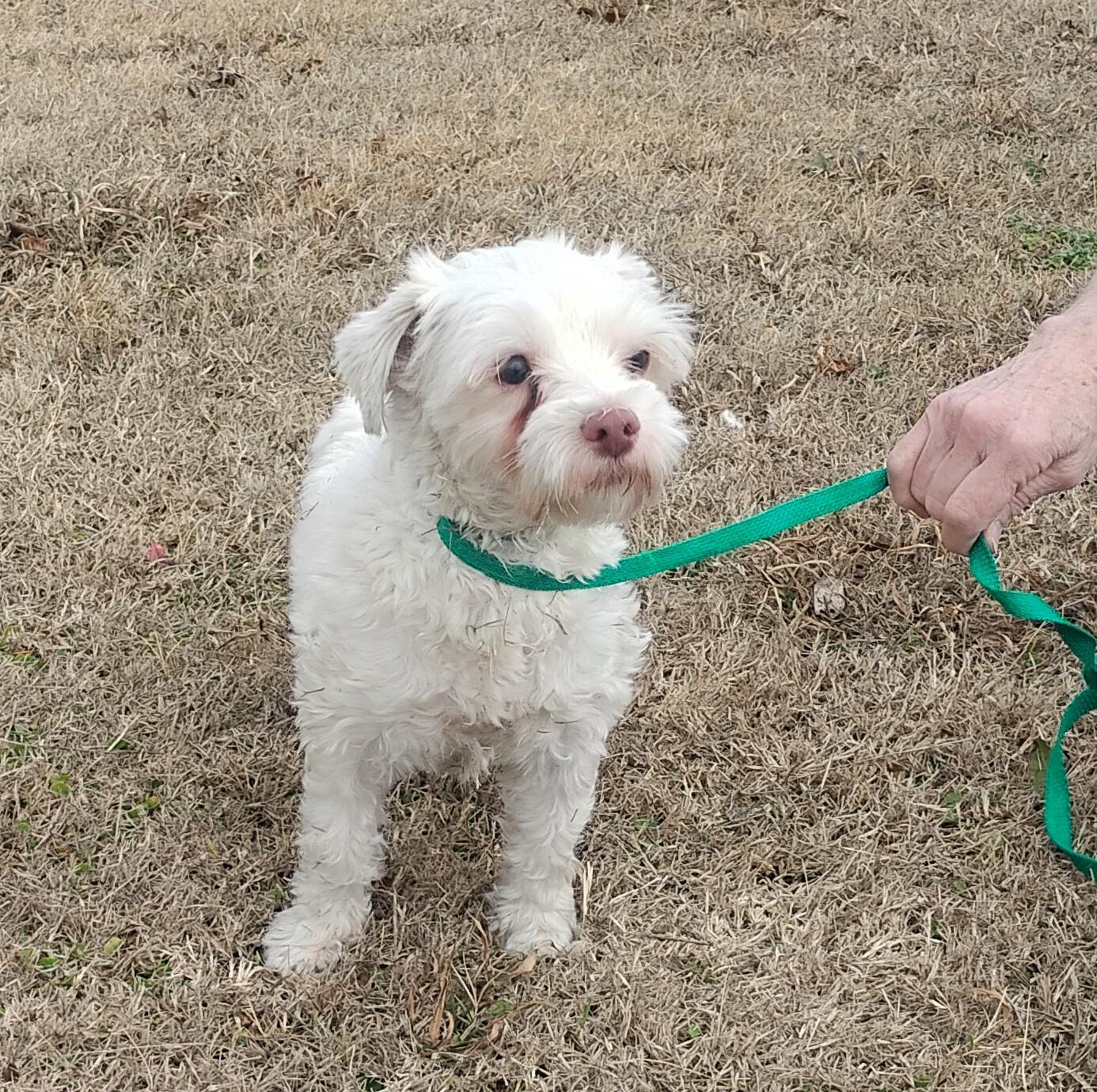 Enlarge Casper, an adoptable mixed breed in Sulphur, OK image 2/2