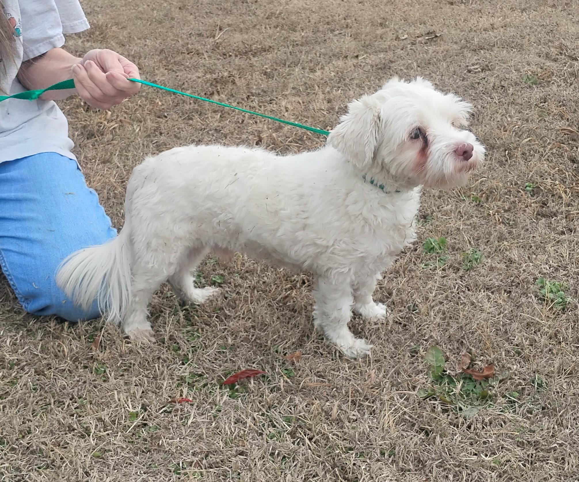 Casper, adoptable, Young Male Maltese & Shih Tzu.