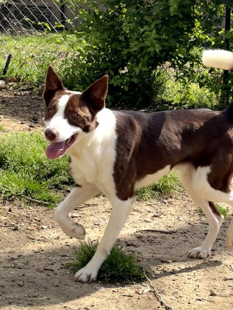 RANGER, Adopted, Young Male Border Collie.