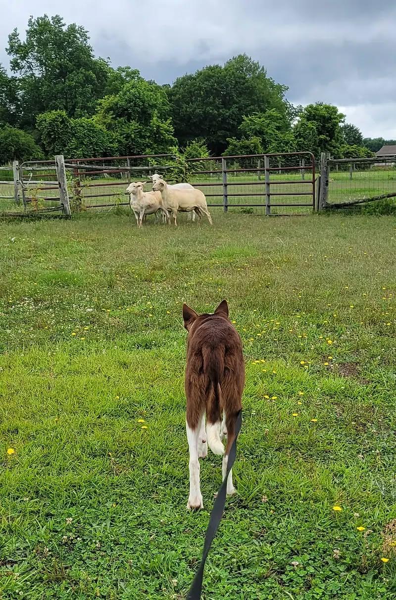 Enlarge RANGER, a Adopted Border Collie in Spring Hope, NC image 4/5